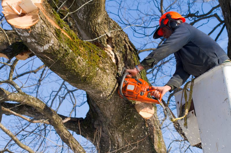 Tree Removal in Winter