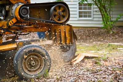 Tree Stump Grinding Process