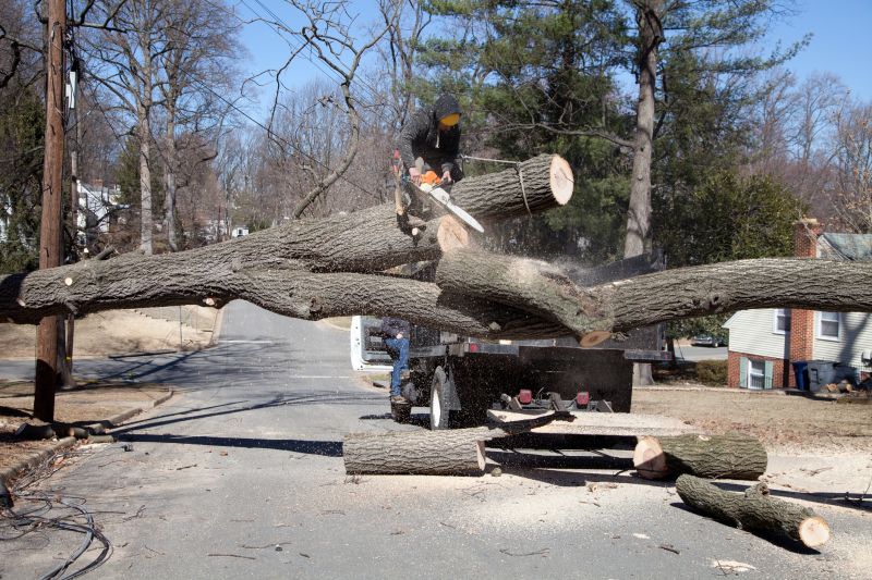Skilled Tree Removal Crew