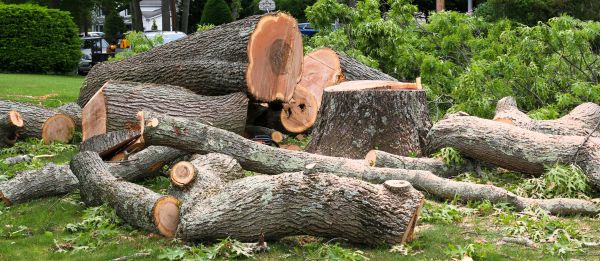 Large Tree Removal in Burlington