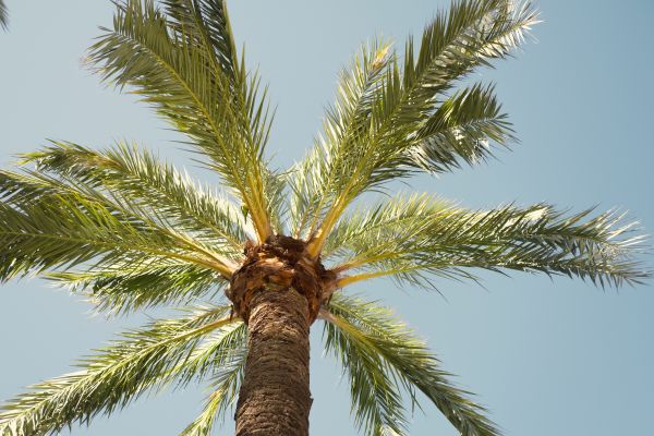 Palm Tree Removal in Burlington