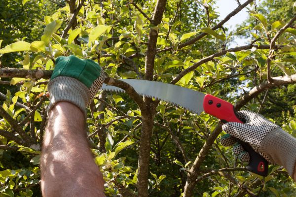 Small Tree Removal in Burlington