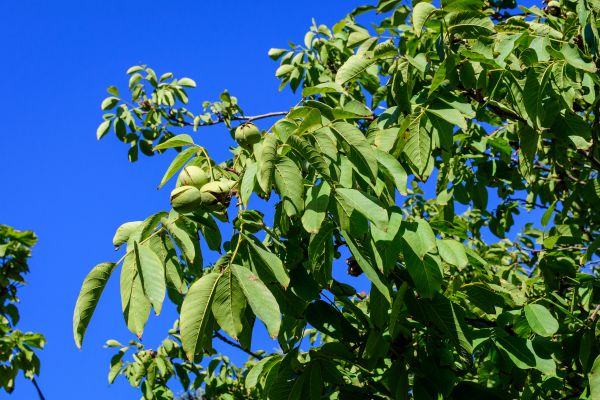 Cost of Walnut Tree Removal in Burlington