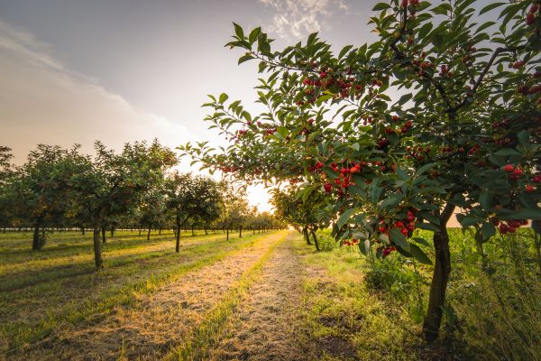 Cost of Cherry Tree Removal in Burlington