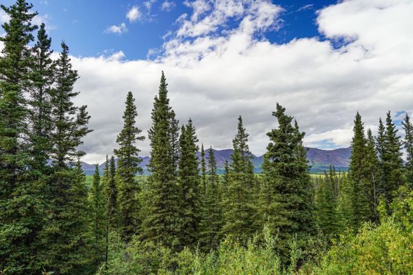 Cost of Spruce Tree Removal in Burlington