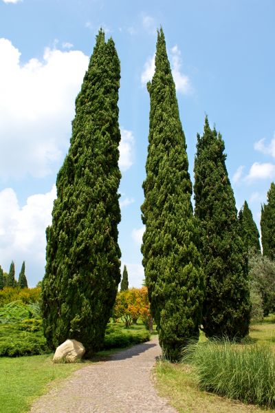 Cost of Cypress Tree Removal in Burlington