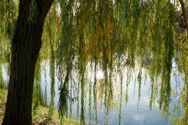 Cost of Willow Tree Removal in Burlington
