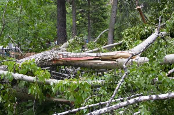 Cost of Birch Tree Removal in Burlington