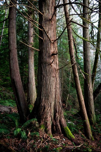 Cost of Cedar Tree Removal in Burlington