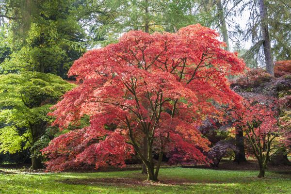 Cost of Maple Tree Removal in Burlington