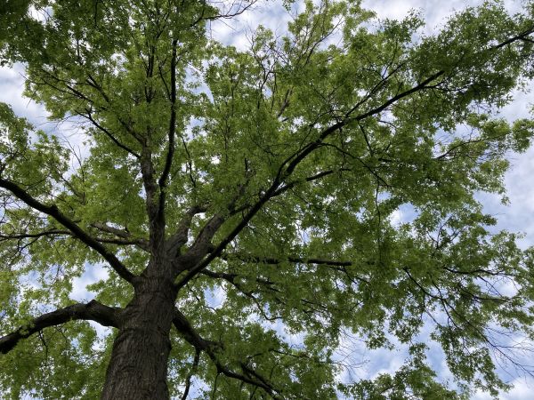 Cost of Oak Tree Removal in Burlington