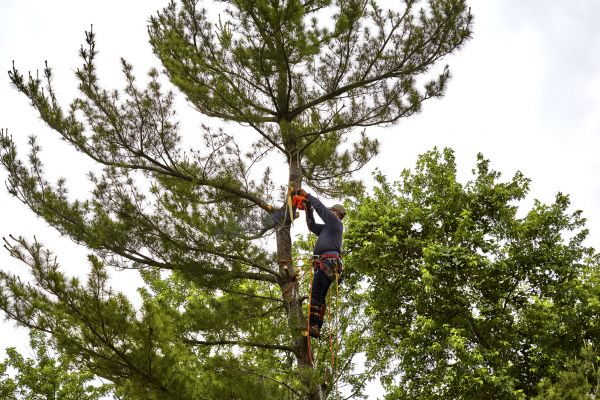 Cost of Pine Tree Removal in Burlington