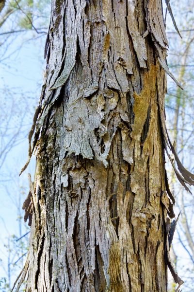 Cost of Hickory Tree Removal in Burlington
