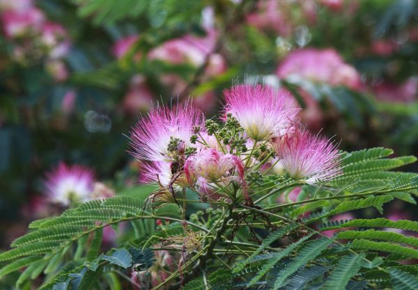 Cost of Mimosa Tree Removal in Burlington