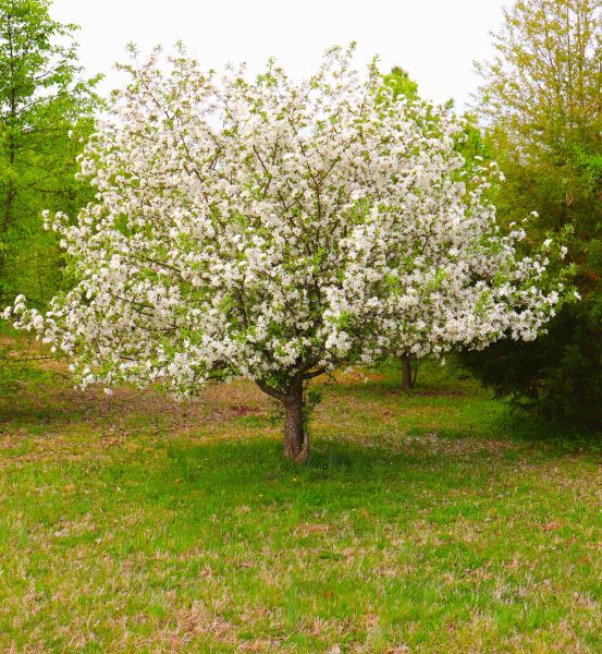 Cost of Dogwood Tree Removal in Burlington
