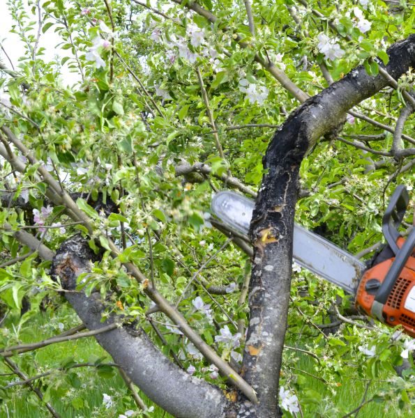Cost of Apple Tree Removal in Burlington