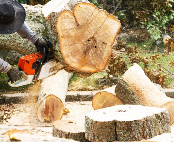 Tree Removal Service in Burlington