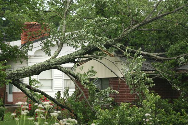 Emergency Tree Removal in Burlington