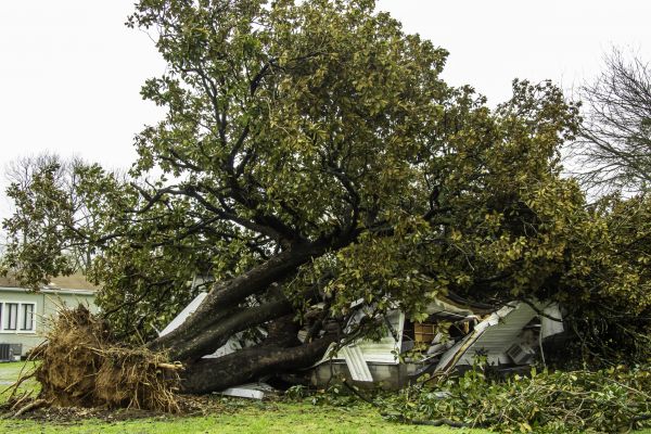 Fallen Tree Removal in Burlington