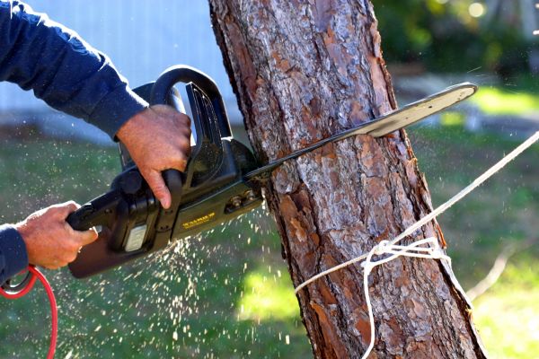 Dead Tree Removal in Burlington